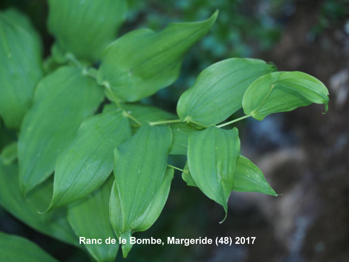 Twisted Stalk leaf